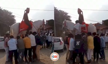Dulhe Ka Video: शादी की तैयारी के बीच दूल्हे संग दोस्तों ने की गजब की मस्ती हिल गया बेचारा, घोड़ी सहित हवा में ही टांग लिया- देखे वीडियो...