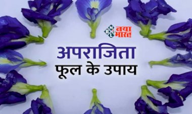 Benefits of Aparajita Flower : अपराजिता के फूल से करें ये अचूक और कमाल के टोटके, जीवन की कई परेशानियों का अंत करने में करेगा मदद, धनो की कमी भी होगी दूर, यहाँ देखें आसान उपाय...