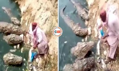 Crocodile Viral video: मगरमच्छ को जैसे ही शख्स ने किया खाना खिलाना शुरू आ गया पूरा झुंड, फिर आगे जो हुआ वो देखने लायक था- देखें वीडियो...