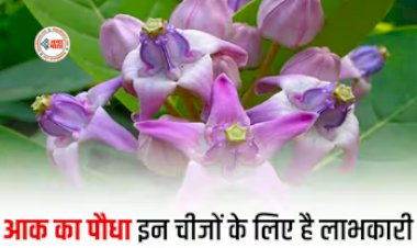 Benefits of Aak : साधारण से दिखने वाला आक के पौधे के है कई चमत्कारी फायदें, दूर होती हैं ये कई परेशानियां...