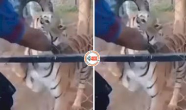 Tiger's Viral News : खतरनाक बाघ के पिंजरे में हाथ डालने की भूल कर बैठा शख्स, पलक झपकते ही बाघ ने दबोच लिया पंजा, फिर जो हुआ नज़ारा देख रुंह काँप जाएगी आपकी- यहाँ देखें वीडियो...