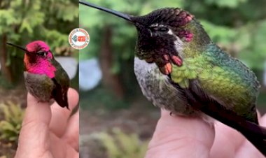 Rare of Nature : रंग बदलने के मामले में गिरगिट को भी पीछे छोड़ दिया इस पक्षी ने, पलक झपकते ही बदलती है रंग- यहाँ देखें वीडियो...