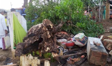 CG - पति-पत्नी की मौत :साप्ताहिक बाजार में आया आधी तूफान,  गिरा आम का पेड़, चना मुर्रा बेचने बैठे दंपति की दबने से मौत….