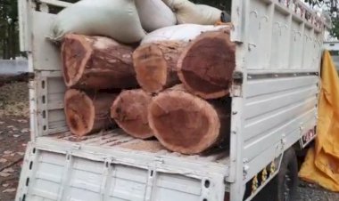 वाड्रफनगर वन विभाग की बड़ी कार्यवाही ... 6लाख लागत की पिकप वाहन  सहित लकड़ी जप्त किए ... लकड़ी तस्कर फरार