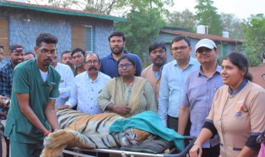 CG-Video: छत्तीसगढ़ में पहली बार बाघ का रेडियो कॉलर,ग्रामीणों पर हमला करने वाली बाघिन को छोड़ा गया अचानकमार टायगर रिजर्व, CM भूपेश ने ट्वीट वीडियो की शेयर...