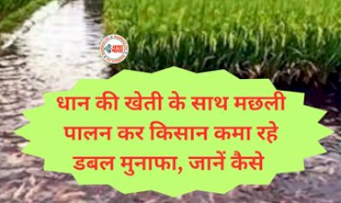 Fish Rice Farming : अब धान की खेती के साथ करें ये काम, फसल के साथ होगा लाखों का मुनाफा, जाने कैसे, यहाँ देखें पूरी डिटेल...
