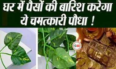 Money Plant Vastu Tips : अपने घर में लगाएं ये चमत्कारी पौधा! होगी बेहिसाब पैसे की होगी बारिश, बस इन बातों का रखें ध्यान...