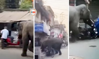 Elephant Viral News: लोगों से भरी बाज़ार में आ घुसा हाथी, फिर हुआ कुछ ऐसा जिसके बाद मचा दी अफरा-तफरी- यहाँ देखें वीडियो...