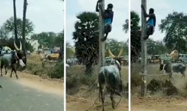 Angry Bull Ran Over the Man: गुस्साये सांड ने दौड़ाया तो खम्भे पर चढ़ गया युवक, लेकिन फिर भी नहीं बनी बात, हो गई ऐसी हालत...- यहाँ देखें वीडियो...