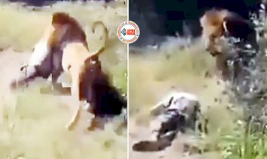 Lion Attack Video: शेर को खाना देकर जा रहा था शख्स, तभी शेर ने उसे दबोच लिया, फिर घसीटकर ले गया, नज़ारा देख लोगों की रूंह कांप गई- यहाँ देखें वीडियो...