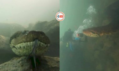 Anaconda Viral  News: जैसे ही समुद्र में लगाई छलांग, तभी विशालकाय एनाकोंडा के पास पहुँच गया शख्स, फिर जो हुआ, नज़ारा देख लोगों की कांप गई रूह- यहाँ देखें वीडियो...