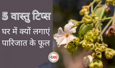 Vastu Tips For Parijat Plant : घर में पारिजात का पौधा क्यों लगाना चाहिए? जानें पारिजात के पेड़ के 5 वास्तु टिप्स...