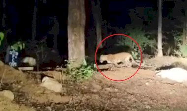 CG NEWS : बंजारी मंदिर के पास दिखा बाघ, वीडियो बनाकर सोशल मीडिया पर किया वायरल