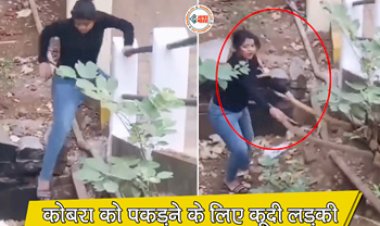 King Cobra Viral News: बिल में जा रहे सांप को देखते ही अचानक लड़की ने लगाईं छलांग, फिर दोनों सांप को पकड़ लिया, नजारा देख रूह कांप जाएगी आपकी- यहाँ देखें वीडियो...