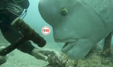 Fish Viral Video: समुद्री गोताखोर को समंदर में मिली अजीबोगरीब मछली, नज़ारा देख नहीं होगा आँखों पर विश्वास, यहाँ देखें वीडियो...