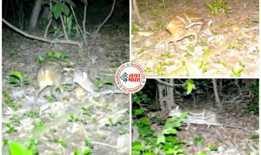 CG Mouse Deer Video: यहां दिखा दुर्लभ माउस डियर, हिरण प्रजाती में सबसे छोटा होता है माउस डियर, देखें वीडियो.....