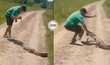 Magarmach Viral News : मगरमच्छ को हल्के में ले रहा था शख्स, चाकू लेकर गोदने पहुंचा, तभी मगरमच्छ ने किया ऐसा पलटवार, नज़ारा देख रूंह कांप जाएगी- यहाँ देखें वीडियो...