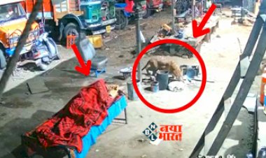 Wild Animal Video: आदमी के बगल में सोया कुत्ता, अचानक से आ धमका तेंदुआ और कुत्ते को उठाकर ले जाता है. नजारा देख अन्दर हिल जायेंगे आप...