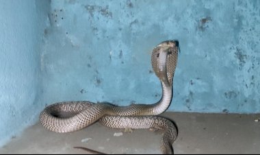 CG Snake Rescue Video: प्यास लगी तो रात 2 बजे खोला फ्रिज, नीचे बैठा था कोबरा, फिर जो हुआ, दहशत में थे लोग, रात 2 बजे किया गया रेस्क्यू, देखें वीडियो......