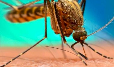 Vector-Born Diseases : मलेरिया मुक्ति के लिए 15 से चलेगा विशेष अभियान, 23 जिलों में बनाई गई है 2854 टीमें