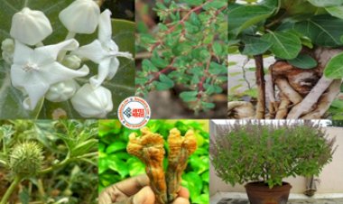 Most Powerfull Trees: बहुत चमत्कारी है इस पौधे की जड़ें! आप भी जानेंगे तो हैरान रह जाएंगे, 10 असरदार टोटके, जो बदल देंगे  आपकी जिन्दगी....