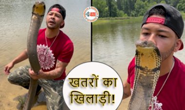 King Cobra Ka Video: जिस डेंजरस किंग कोबरा को देख इंसानों की हवा टाइट हो जाती है, उसे निक करता है Kiss,वीडियो वायरल!