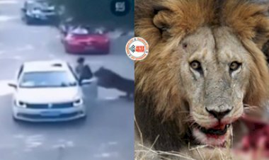 Lion attack Viral Video: पति से बहस करने के चक्कर में महिला उतर गई सीधे कार से ही बार, मगर उसकी यही भूल हुई सबसे बड़ी गलती साबित-देखे विडियो...