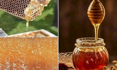 Pure And Delicious Honey : छत्तीसगढ़ में यहां तैयार हो रहा है शुद्ध और स्वादिष्ट शहद, अब विदेशों में बेचने की हो रही तैयारी