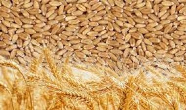 Stock Limit :खाद्य विभाग ने सभी कलेक्टरों को लिखा पत्र,  गेहूं के लिए पहली बार लगी स्टॉक लिमिट, इतनी रखी गई सीमा..