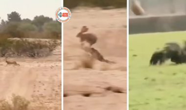 Falcon's Viral News: तेज तर्रार खरगोश को पकड़ने आया आसमानी शिकारी, लेकिन शिकार ने पलट दी बाजी- देखें वीडियो...