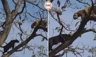 Wild Animal Fight Video: तेंदुए के शिकार के लिए पेड़ पर चढ़ गया ब्लैक पैंथर, लेकिन हुआ कुछ ऐसा... नज़ारा देख नहीं होगा यकीन- यहाँ देखें वीडियो...