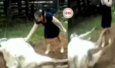 Comedy Viral News : सोते हुए गाय को छेड़ना अंग्रेज लड़की को पड़ा भारी, पड़ी ऐसी लात, जिंदगी भर नहीं भूलेगी- यहाँ देखें वीडियो...