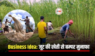 Business Ideas : खेती कर कमाना चाहते है बम्पर मुनाफा! तो शुरू करें इस  नकदी फसल की खेती, सरकार भी करेगी मदद...