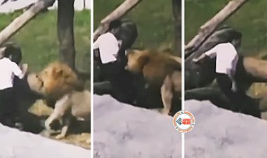 Lion Viral News : खतरनाक शेर से मस्ती करना शख्स को पड़ गया भारी, हुआ कुछ ऐसा तुरंत बैठ गया शख्स- देखें वीडियो...