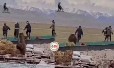 Bear's Viral News : खूंखार भालू का शिकार करने का प्लान कर रहे थे लोग, लेकिन खुद ही बन गये शिकार, नज़ारा देख चौंक जायेंगे आप- देखे वीडियो...