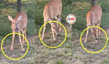 Snake and Deer Video : जहरीले सांप को  चबा-चबाकर खा गया शाकाहारी हिरण, नज़ारा देख लोगों की फटी रह गई आँखे- यहाँ देखें वीडियो...
