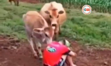 Video of Gau Mata : किसी बात से परेशान था किसान, तभी आ गई गौ माता, और किया कुछ ऐसा... दिल जीत लेगा ये वीडियो...