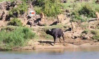 Wild Animal Fight Video: भैंस को अकेले पाकर, शिकार करने पहुंचा शेरों की झुण्ड, लेकिन हुआ कुछ ऐसा, नज़ारा देख आँखों पर नहीं होगा यकीन- यहाँ देखे वीडियो...