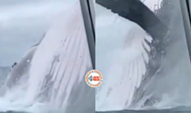 Sea Whale Viral News : समुद्र से अचानक बाहर निकली विशाल व्हेल, फिर जो हुआ नज़ारा देख आपके भी कांप जायेंगे रूंह - यहाँ देखें वीडियो...