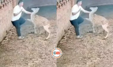 Deer Viral News : हिरण का वीडियो बना रहा था शख्स, तभी हिरण ने मारी इतनी दुल्लती, पिटते रह गया शख्स- यहाँ देखे वीडियो...