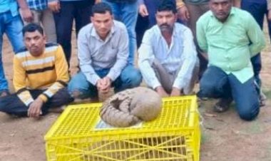 Chhattisgarh News : अत्यंत दुर्लभ प्रजाति का वन्यजीव पैंगोलिन की तस्करी,पेंगोलिन बेचने के फिराक में घुम रहे थे तस्कर,10 लाख रूपये के पेंगोलिन के साथ आरोपी गिरफ्तार.....