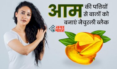 Mango leaves benefits : आम की पत्तियों से बालों को बनाएं नैचुरली काला, ऐसे करें इस्तेमाल...