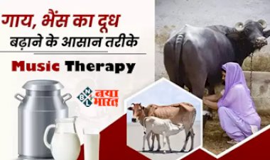 Music Therapy : संगीत थेरेपी से ज्यादा दूध देने लगती हैं गाय और भैंस! रिसर्च में हुआ चौंकाने वाला खुलासा, ना करें ये गलती...