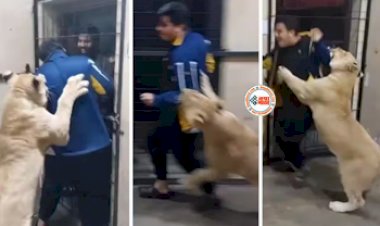 Lioness-Viral-Video : शख्स ने अपने ही दोस्त को शेरनी के पिंजरें में किया बंद, फिर जो हुआ... नज़ारा देख रूंह काँप जाएगी- देखें वीडियो...
