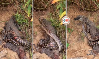 Python and Komodo Dragon Fight : कोमोडो ड्रैगन और अजगर के बीच भयंकर लड़ाई, जिंदा निगलने लगे दोनों, फिर जो हुआ....- देखें रोंगटे खड़े कर देने वाला वीडियो...