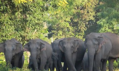 CG Elephant attack : छत्तीसगढ़ के इस जिले में हाथियों ने मचाई तबाही, दर्जनों घर को किया तहस-नहस, ग्रामीणों में दहशत का माहौल....