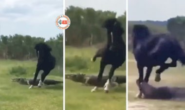 Battle of Crocodile and The Horse: मैदान पर मगरमच्छ और घोड़े की हुई सीधी भिड़ंत, मगरमच्छ भगाना चाहता था घोड़ा, लेकिन शिकारी ने कर दिया तख्ता पलट- देखें वीडियो...