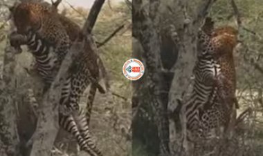 Wild Animal Viral News: खूंखार तेंदुए ने दबोचा जेब्रा की गर्दन, फिर गर्दन दबोचकर सीधे पेड़ पर चढ़ गया तेंदुआ, नज़ारा देख हिल गये लोग- देखें वीडियो...