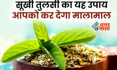 Vastu Tips : सुखी हुई तुलसी को ना करें फेंकने की गलती! करें ये आसान सा उपाय, घर में होगी धन की वर्षा...