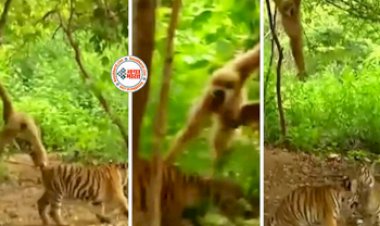 Baboon and Tiger Viral News: खूंखार बाघों से उलझ गया शरारती लंगूर, कभी पूंछ खींचता, तो कभी कान मरोड़ता, फिर जो हुआ... नज़ारा देख नहीं होगा यकीन- देखें वीडियो...
